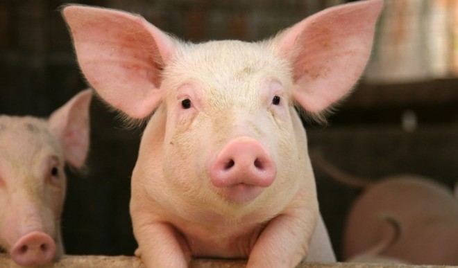 Órganos humanos cultivados en cerdos