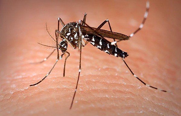 Por qué te pican a ti los mosquitos más que a los demás