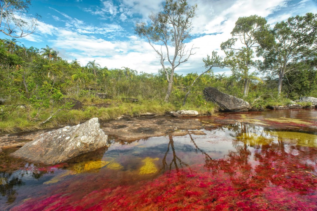 Cano Cristales el Paso de la Danta Caño Cristales, el arcoíris que se convirtió en río