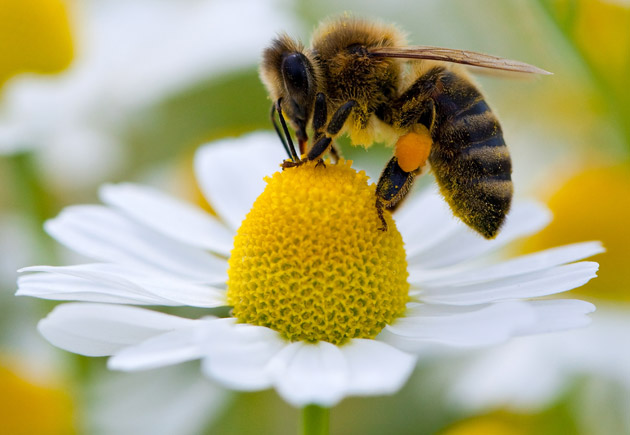 Crean una nueva pesticida que no afecta a las abejas