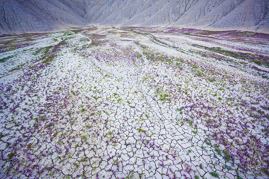 blooming desert badlands utah 10 En el desierto también pueden florecer los colores