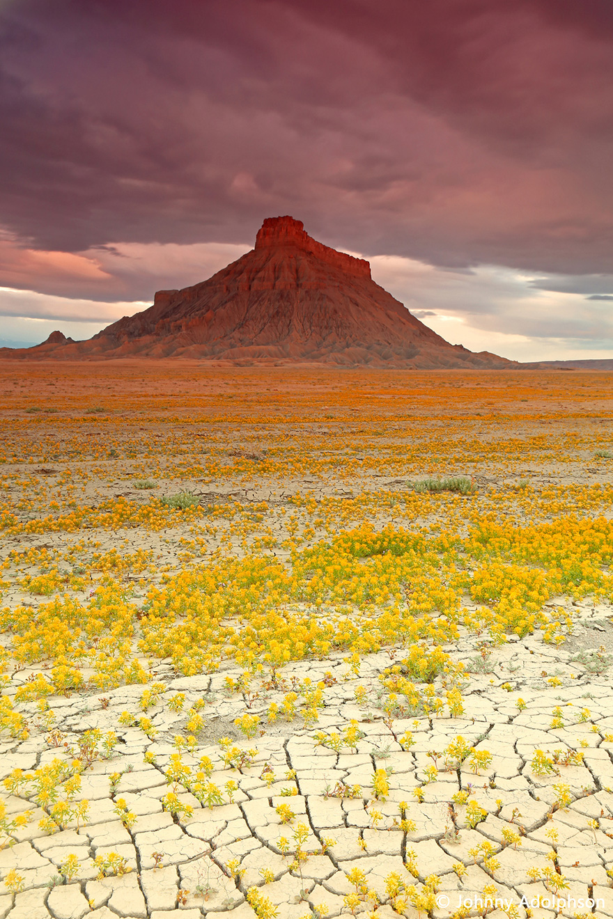 blooming desert badlands utah 12 En el desierto también pueden florecer los colores