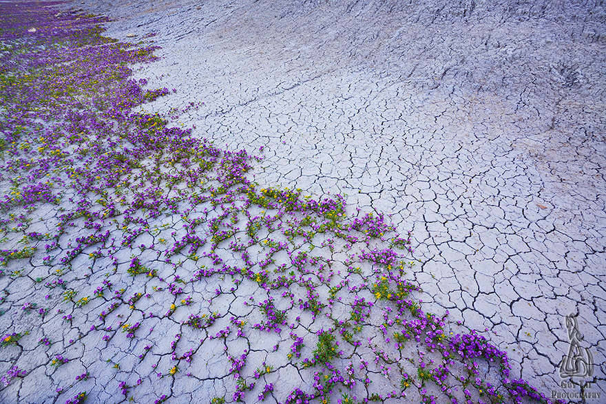 blooming desert badlands utah 5 En el desierto también pueden florecer los colores