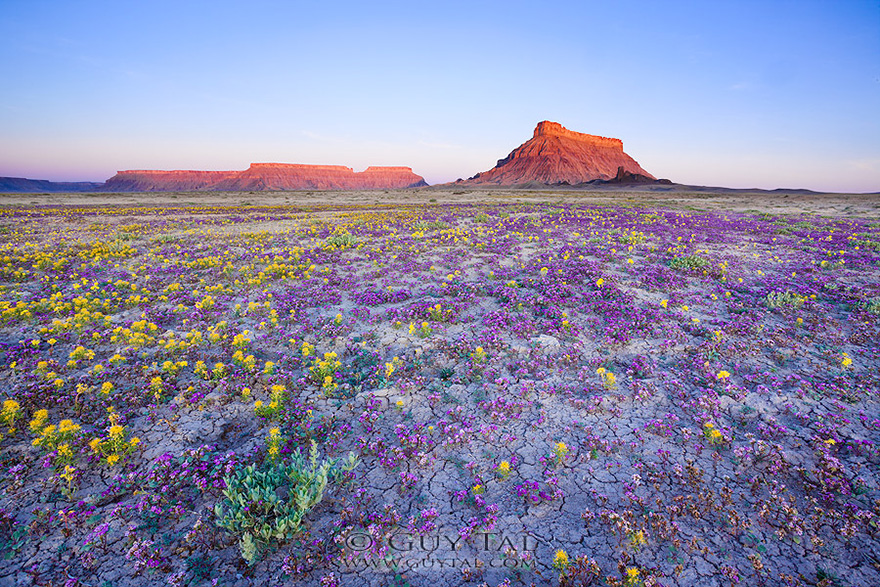 blooming desert badlands utah 9 En el desierto también pueden florecer los colores