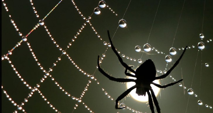 Las arañas afinan sus telarañas como guitarras