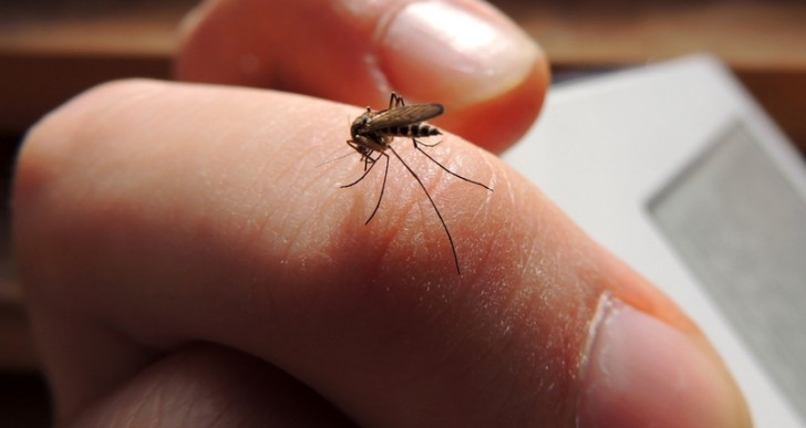 Por qué te pican a ti más que a otros los mosquitos