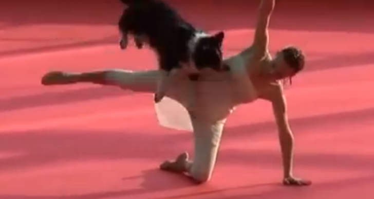 Este perro probablemente baila ballet mejor que tú