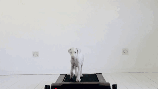 Mira cómo crece este perro caminando sobre una caminadora
