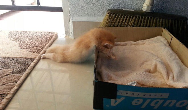 En verdad los gatos duermen donde sea y estas 15 fotos lo comprueban