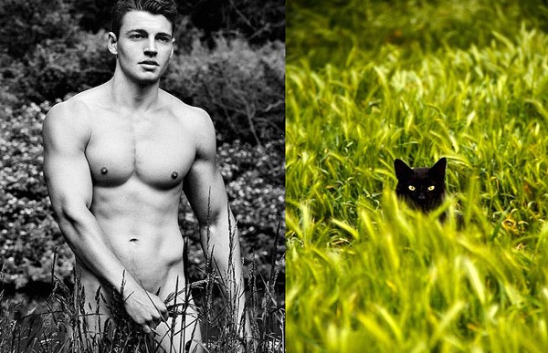 30 adorables gatos que se parecen a modelos masculinos