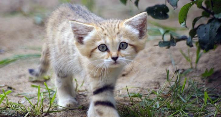 Gato arena: un tierno gatito que parece gatito toda su vida