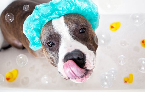 24 animales en su hora de baño que salpicarán una sonrisa en tu cara