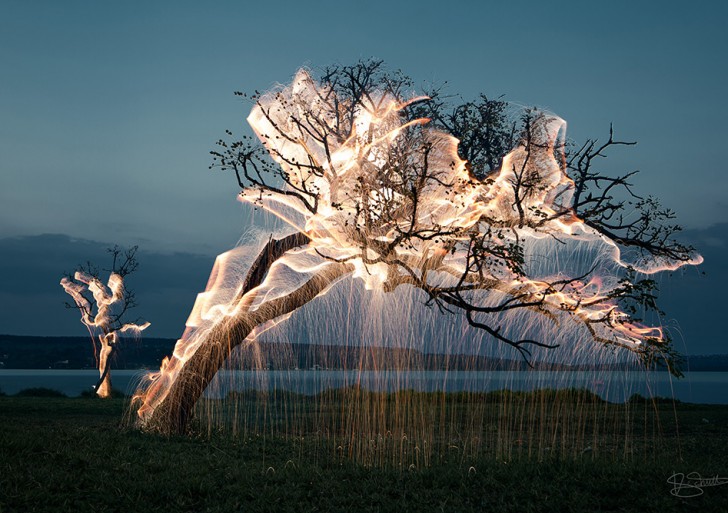 Impresionantes fotos de árboles que escurren luz