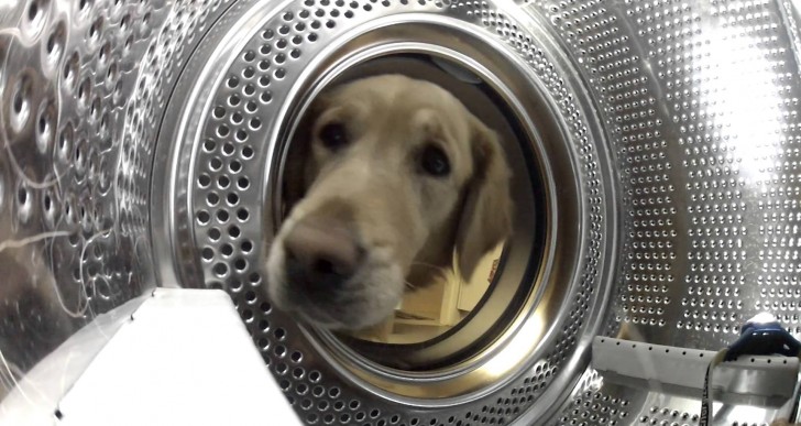Mira a este preocupado perrito rescatar a su adorado amigo de la lavadora