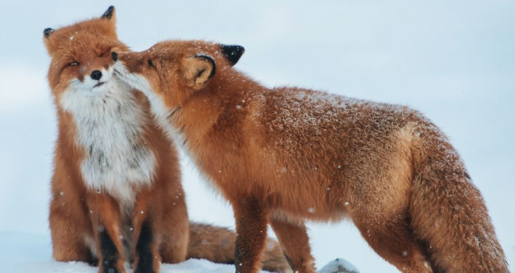 10 geniales fotos que prueban que los animales también se enamoran