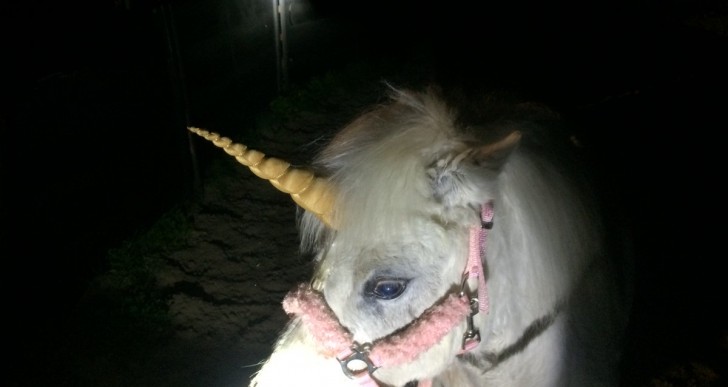 El escape de un unicornio causó persecución de cuatro horas