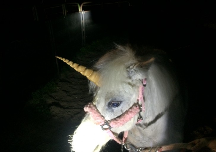 El escape de un unicornio causó persecución de cuatro horas