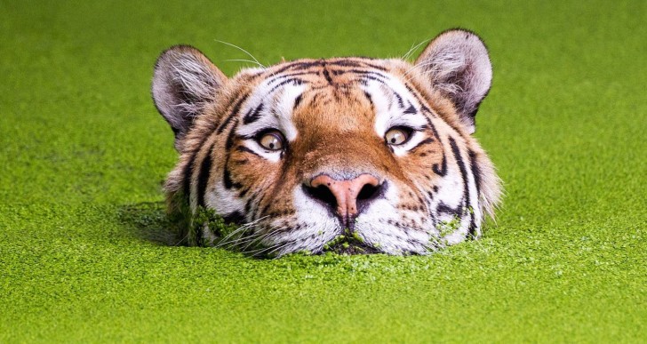 Este tigre es la última tendencia del photoshop