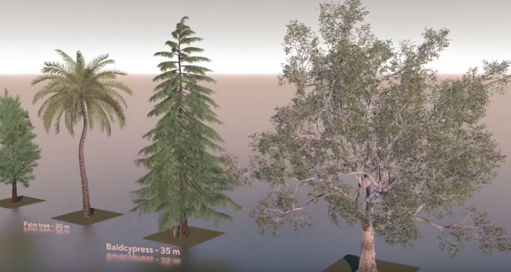 En este video puedes comparar el tamaño de todo tipo de árbol