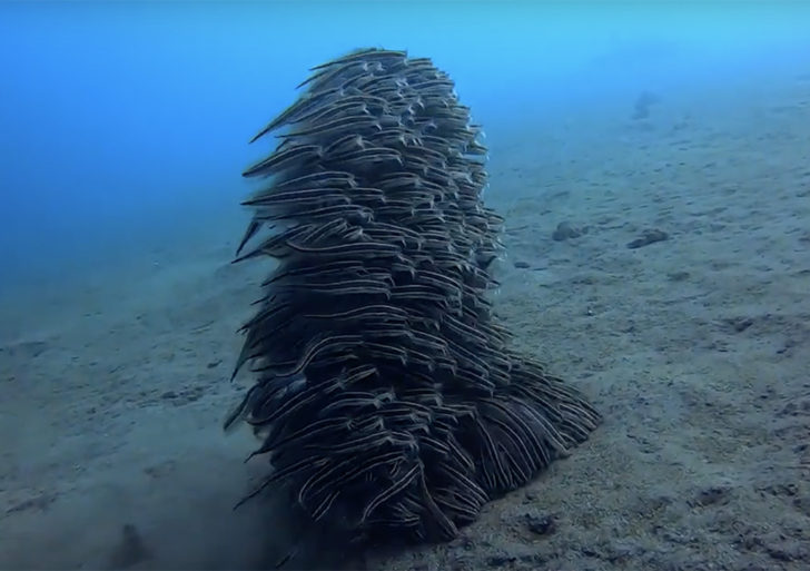 Estas anguilas se mueven juntas para parecer una criatura más grande