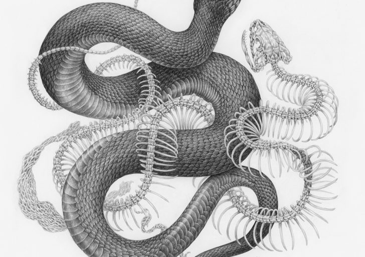 Sinuosos dibujos de serpientes entrelazados con plantas