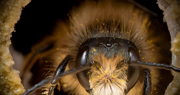Estos retratos muestran lo diversas y únicas que son las abejas individualmente