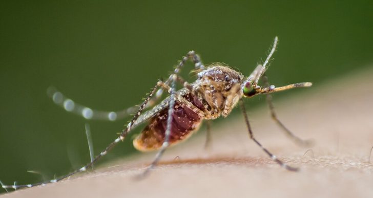 Cómo eliminar los piquetes de mosquito rápido