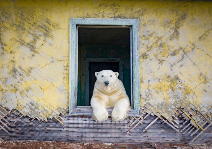 Dmitry Kokh documenta un grupo de osos viviendo en estructuras abandonadas